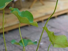 -鲍鱼王子(深圳大厦店)