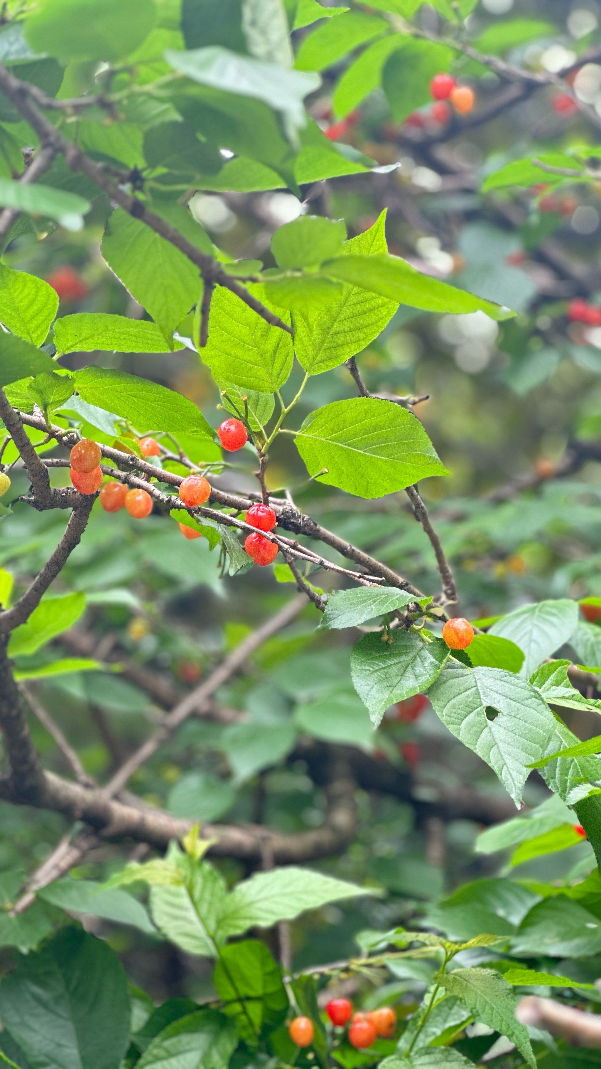 杭州路边的樱桃90考验我的自制力