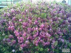 -长春公园(普阳街道)