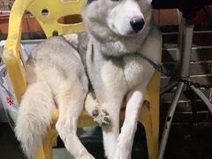 -荔枝红五号农庄