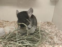 -龙猫仔乐园(惠福东路店)