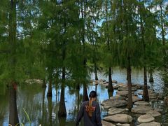 -上海长兴岛郊野公园