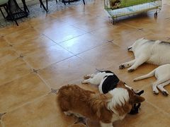 -Let's go狗咖·猫咖·奶狗·桌游(春熙路IFS店)
