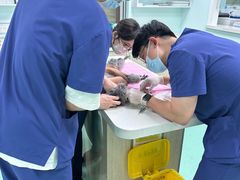 -北京观赏动物医院·24小时大型综合·猫专科·异宠专科