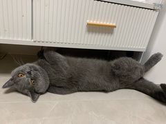 -屋虎猫馆(宝安大仟里店)