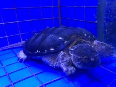 -石家饭店中市店