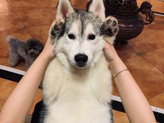 -芭比堂动物医院广州顽皮分院