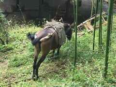 -藏龙百瀑风景区