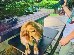 -汪说喵讲宠物乐园宠物酒店(红星美凯龙店)