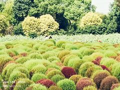 -花开海上生态园