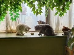 -猫猫幼稚园·撸猫·桌游·电玩