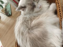 -共舞时光猫咖·狗咖(新街口店)