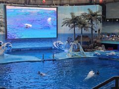 -海合安成都极地海洋公园