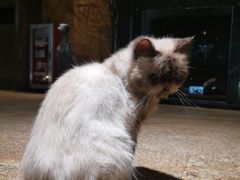 -more than meow吴止猫主题餐厅(承德 中船汇店)