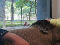 -御宝贝·A梦猫科宠物医院(国际猫友好医院)