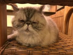 -猫色咖啡·猫咖