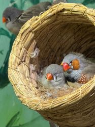 -Zoolung Zoolung动物主题公园(海信广场店)