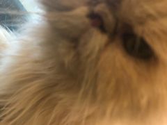 -猫色咖啡·猫咖
