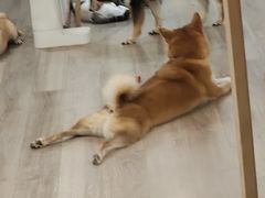 -柴迷FANS CLUB·柴犬狗咖·猫咖