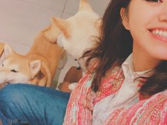 -柴务处·柴犬主题狗咖