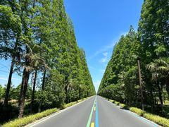 -黄海国家森林公园