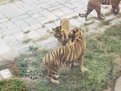 -深圳野生动物园