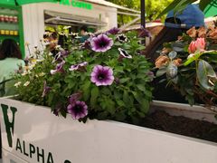 -ALPHA COFFEE阿尔法咖啡(虹莘路店)