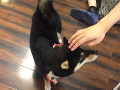 -豆柴町-柴犬主题狗咖(红鼎国际C座店)