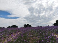 -西京湾花海