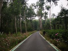 -合肥滨湖国家森林公园