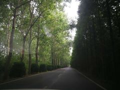 -黄海国家森林公园