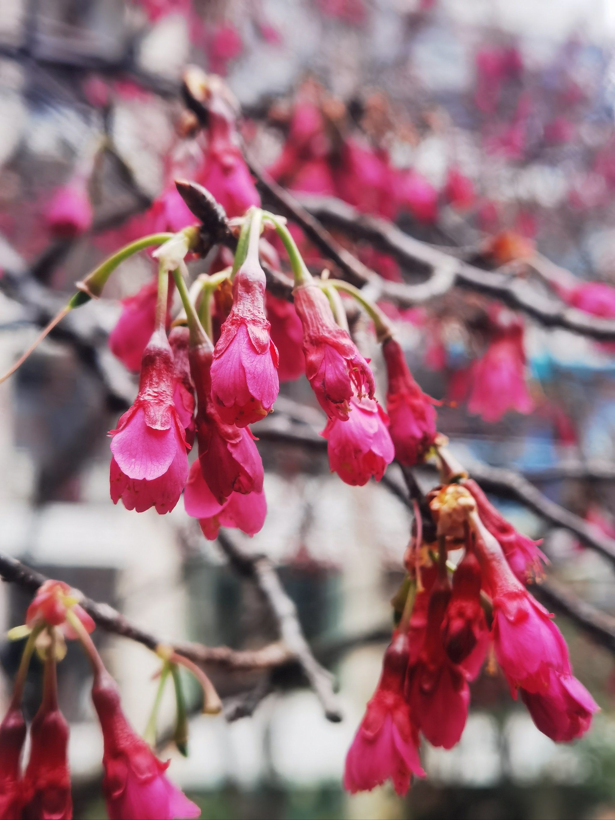 钟花樱桃,别名:福建山樱花,山樱花,绯樱