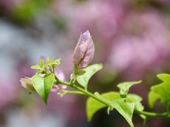 -深圳仙湖植物园-停车场