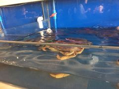 -姜君·千岛湖鱼头馆(浦东大道店)
