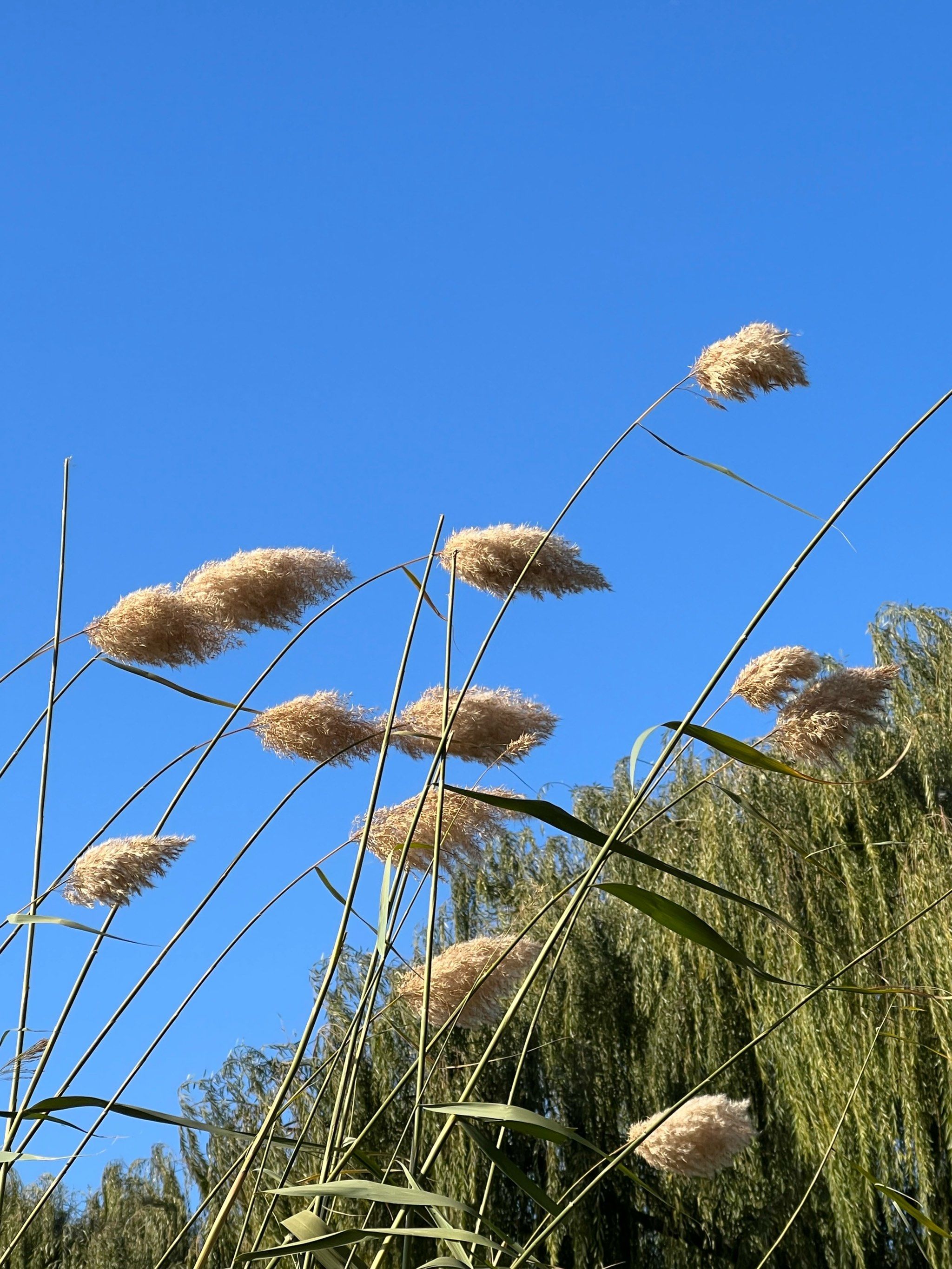 芦苇荡,凄凉之美