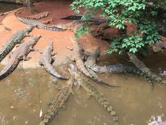 -海南热带野生动植物园