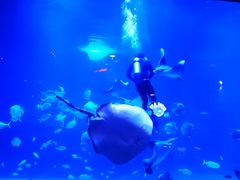 -烟台海昌鲸鲨海洋公园