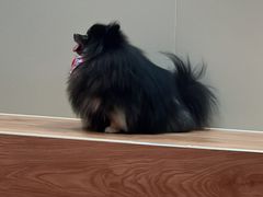 -和它·交个朋友·狗咖猫咖(爱琴海店)