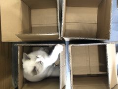 -联合动物医院(光谷诊疗中心)