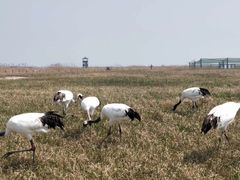 -盐城丹顶鹤湿地生态旅游区