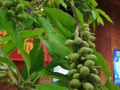 -瑞丽独树成林风景区