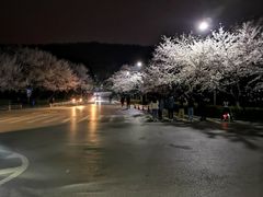 -武汉大学-樱园