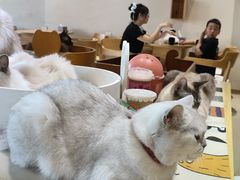 -藏猫猫咖啡主题馆(中央大道店)