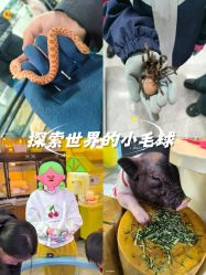 -神奇动物撸宠馆·羊驼·小浣熊·异宠(豫园店)