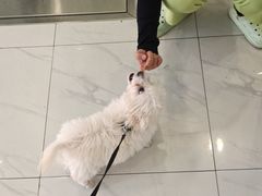 -艾吉宠物医院·疑难杂症转诊中心·猫友好(碧江路院)
