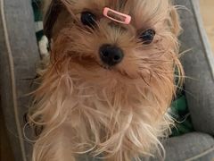 -创凡宠物医院·骨专科  猫科中心(西乡分院)