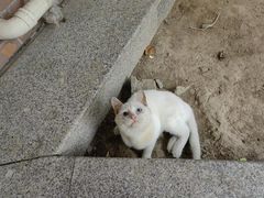 -瑞派天使宠物医院·神经外科·骨科·核磁(洛川中路店)