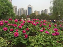 -洛阳市牡丹公园