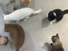-Heymao猫咖.咖啡厅(东门店)