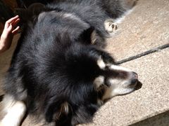 -more than meow吴止猫主题餐厅(承德 中船汇店)